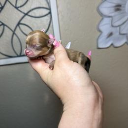 Scarlet - Orange female Pomeranian puppy in Phoenix, Arizona from Luxpomz