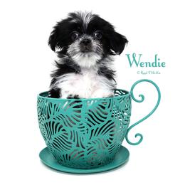 Wendie - Black female Mi-Ki puppy in Elizabeth, Colorado from Royal T Mi-Kis
