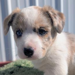 Sprinkles - Brindle merle and white female Cardigan Welsh Corgi puppy in Hotchkiss, Colorado from Bell S Ranch
