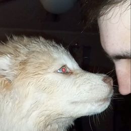 Siberian Husky Puppies from Blue Moon Siberian Husky Haven