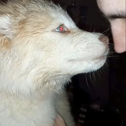 Siberian Husky Puppies from Blue Moon Siberian Husky Haven