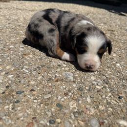Ruger - Blue merle male Miniature Australian Shepherd puppy in Marion, Michigan from Highland Hills Mini Aussies