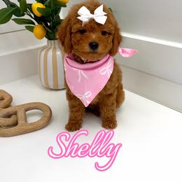 Shelly - Red  female Goldendoodle puppy in Buford, Georgia from Petite Posh Puppies