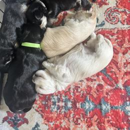 Maltese, Morkie, and Yorkshire Terrier Puppies from Mountain Top Hot Tailz