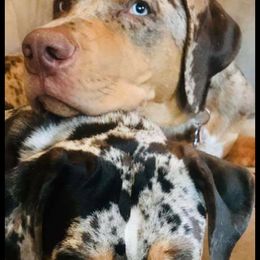 Catahoula Leopard Dog Puppies from ZM Catahoulas