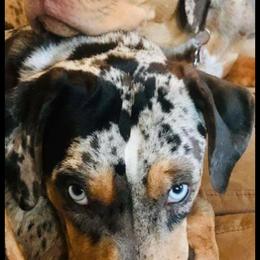 Catahoula Leopard Dog Puppies from ZM Catahoulas