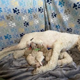 Pink Collar Girl - Cream female Poodle puppy in Charlo, Montana from Heavenly Hilltop Farm