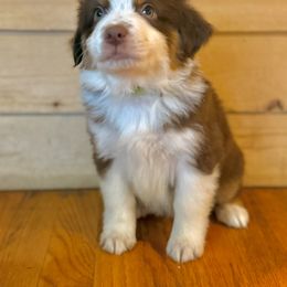 Miniature Australian Shepherd Puppies from Happy-Go-Lucky Homestead