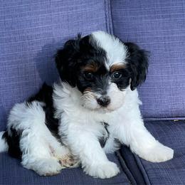 Green - White male Havapoo puppy in Arlington, Washington from Havanese With Love Breeding Co.