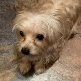 Morkie Puppies from Derisha's Morkies