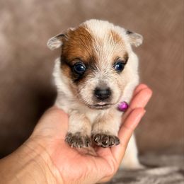 Lucille - Red speckled female Australian Cattle Dog puppy in Sahuarita, Arizona from A2 Australian Cattle Dogs