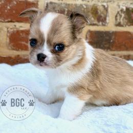 Hunter - Fawn and white male Chihuahua puppy in Forsyth, Georgia from Brooks Grove Canines LLC