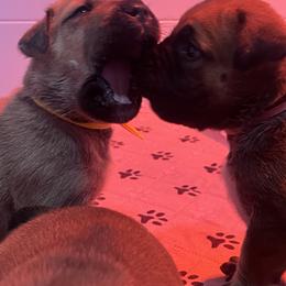 Boerboel Puppies from Southern Pride Boerboels
