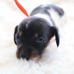 Orange - Piebald male Dachshund puppy in Peebles, Ohio from Cave Valley Hounds