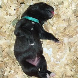 Cane Corso Puppies from Colchado's Cane Corso