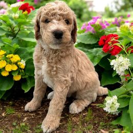 Mykonos - Cream male Poodle puppy in Prosperity, Pennsylvania from Stelladoodles & Company