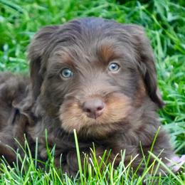 Hagrid - male Golden Mountain Doodle puppy in Murray, Utah from Good Looking Dogs