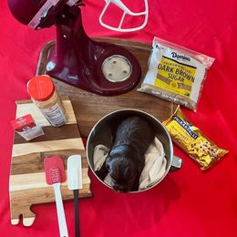 Brown Collar - Brown male Boykin Spaniel puppy in Hurtsboro, Alabama from PARK’s Family Farm