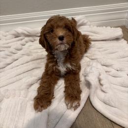 Potato - Red  male Goldendoodle puppy in Mesa, Arizona from AZ River Doodles