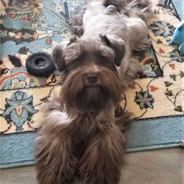 Salt and Pepper - Salt and pepper male Miniature Schnauzer puppy in Kannapolis, North Carolina from Schnauzer Affinity