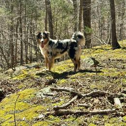 Australian Shepherd All Grown Up from S.I. Aussie
