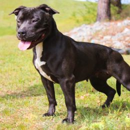 Lil Bit - American Pit Bull Terrier