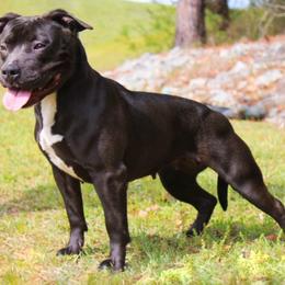 Lil Bit - American Pit Bull Terrier