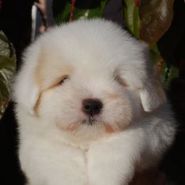 Boy 1 - Coton de Tulear puppy from White Galaxy's Cotons