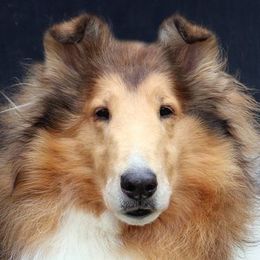 Collies from Cove Run Collies