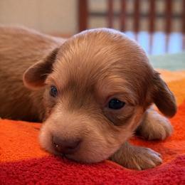 Theo - Cream male Dachshund puppy in Salem, Oregon from Longdox Mini Dachshunds