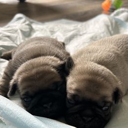 Pug puppies from South Shore Pugs