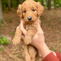 Girl 2 - female Goldendoodle puppy in Kenansville, North Carolina from J+A Family Doodles