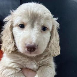 Dozy - Cream male Dachshund puppy in Bigfork, Minnesota from Dachshunds Up North