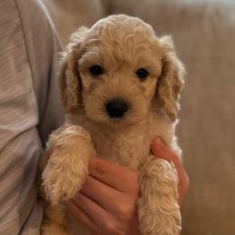 Leo - Cream male Goldendoodle puppy in Fayetteville, Arkansas from Mountain Grove Doodles