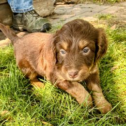 Red Phantom Tri, Female Three - Red phantom female Aussiedoodle puppy in Parma, Idaho from Arena Valley Acres