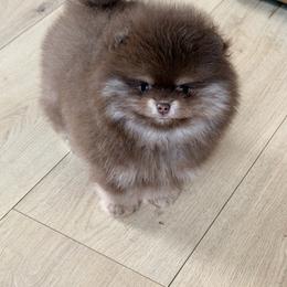 Alvin - Chocolate and tan male Pomeranian puppy in Muskogee, Oklahoma from Wonderlust Pomeranians