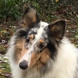 Bleu - Collie