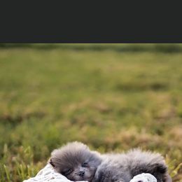 Pomeranian Puppies from Precious Puff Poms