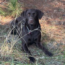 Honor - Labrador Retriever