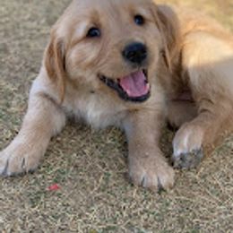 Golden Retrievers from Fort Worth Goldens