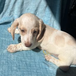 Duke - Cream male Dachshund puppy in Poplarville, Mississippi from Sarah’s Darling Dachshunds