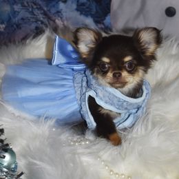 Marla - Chocolate and tan female Chihuahua puppy in Gloucester, Virginia from Charlotte's Web of Chihuahuas