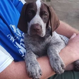 Red - Liver and white German Shorthaired Pointer puppy in Gerald, Missouri from Showme GSPs