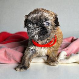 AKC-Maple - Brindle and white female Shih Tzu puppy in Mooresville, North Carolina from Juji Shih Tzu