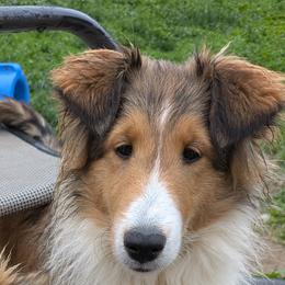 Shetland Sheepdogs from Belknap Shelties