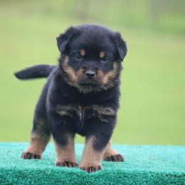 Vato - Black and mahogany male Rottweiler puppy in Uniontown, Alabama from CedarBluff Rottweilers