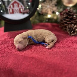 Lucy - Apricot female Cavapoo puppy in Englewood, Ohio from Hart’s Cavapoos