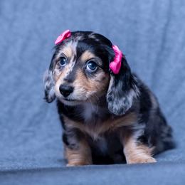 Dachshund Puppies from Creme de la Creme Dachshunds