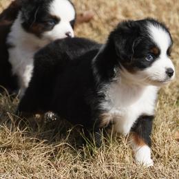 Black Tri - Black tri male Miniature Australian Shepherd puppy in Lawton, Oklahoma from Lindsey’s Aussies