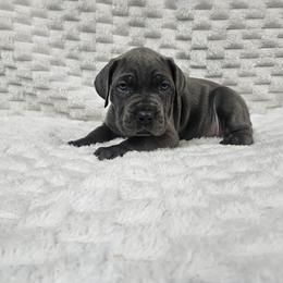 Dark purple - Gray female Cane Corso puppy in Fritch, Texas from Carrie Brown's Cane Corsos